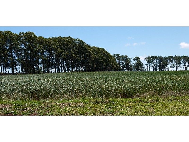 133 Griffin Road, Tolga QLD 4882