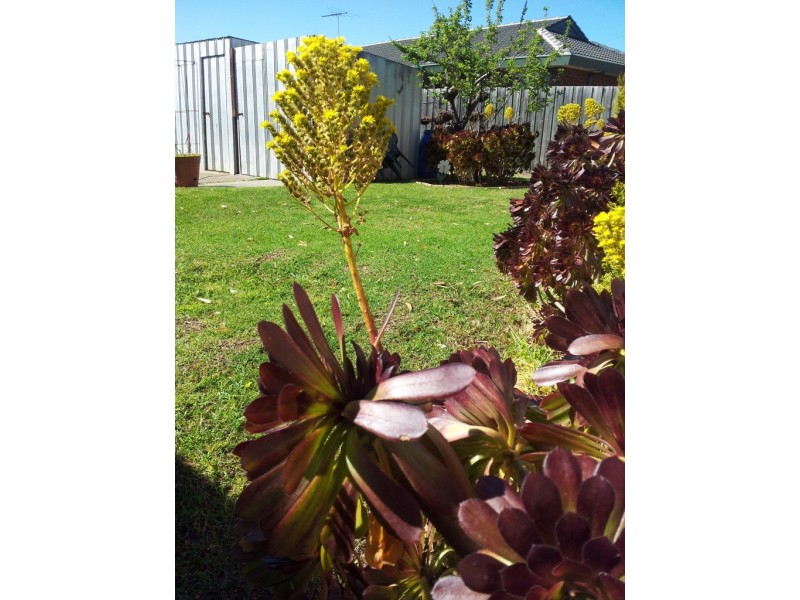 Altona Meadows VIC 3028