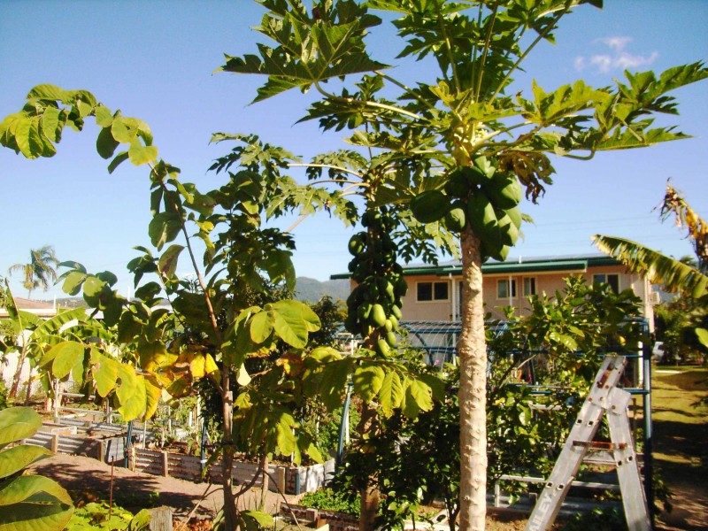 166 Victoria St, Cardwell QLD 4849