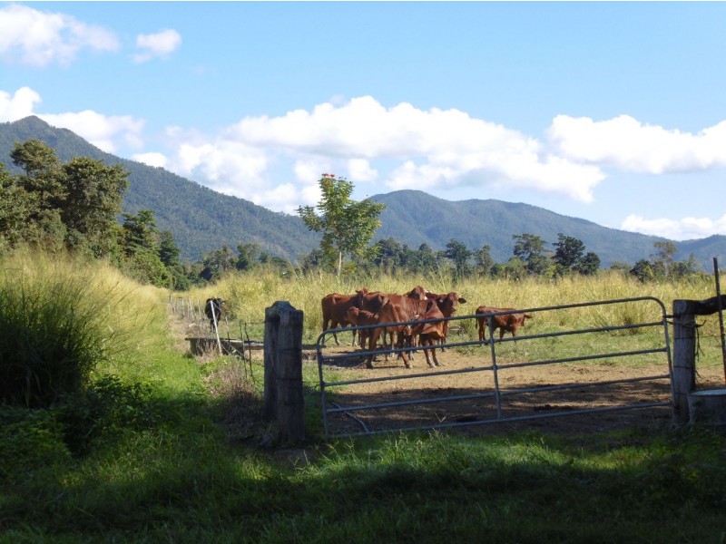 44 Ronlund Rd, Murray Upper, Cardwell QLD 4849