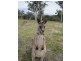 LOT 1 Putty Valley Road, Putty NSW 2330