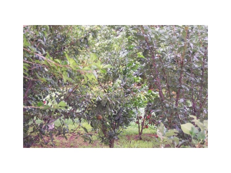 157 BOSSE ROAD, Tongala VIC 3621