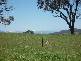 Lot 9  Chaffey Close, Tumbarumba NSW 2653