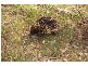 Lot 6  Elliott Way, Tumbarumba NSW 2653