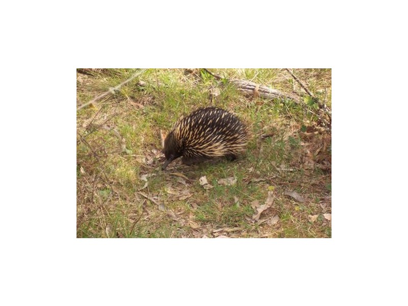 Lot 6  Elliott Way, Tumbarumba NSW 2653