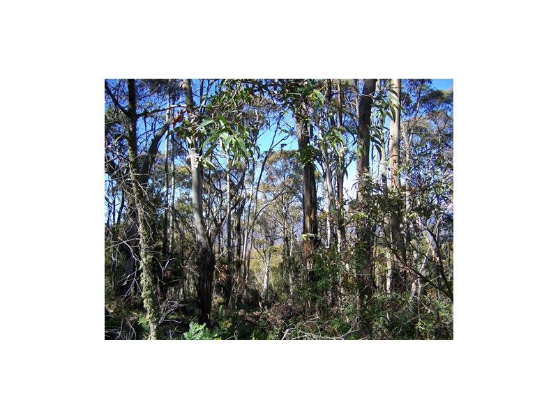 Lot 6  Moody’s Hill Road, Tumbarumba NSW 2653