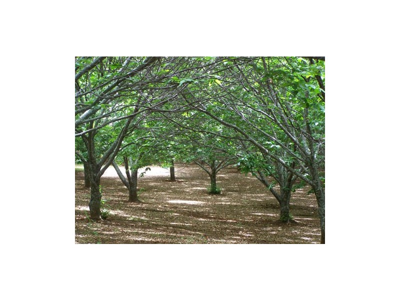 1420 Batlow Road, Tumbarumba NSW 2653