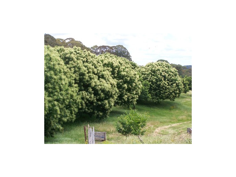 1420 Batlow Road, Tumbarumba NSW 2653