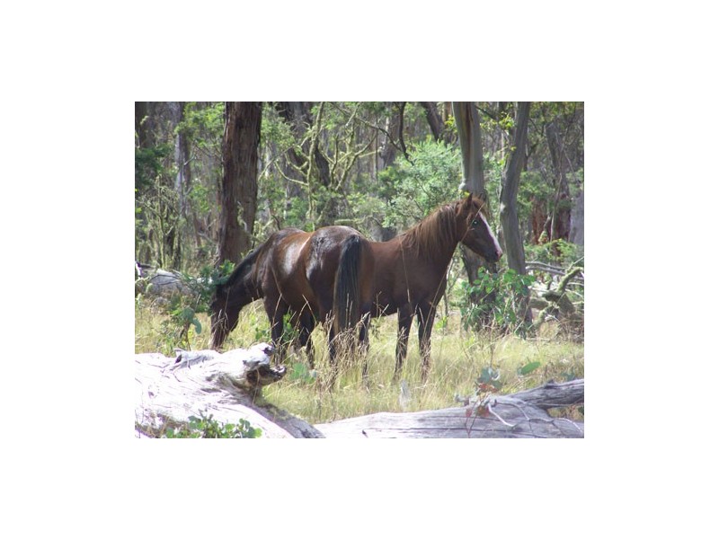 Lot 5  Bradleys Drive, McPhersons Plain, Tumbarumba NSW 2653