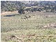 Block 10  River Road, Jingellic NSW 2642