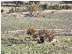 Block 10  River Road, Jingellic NSW 2642