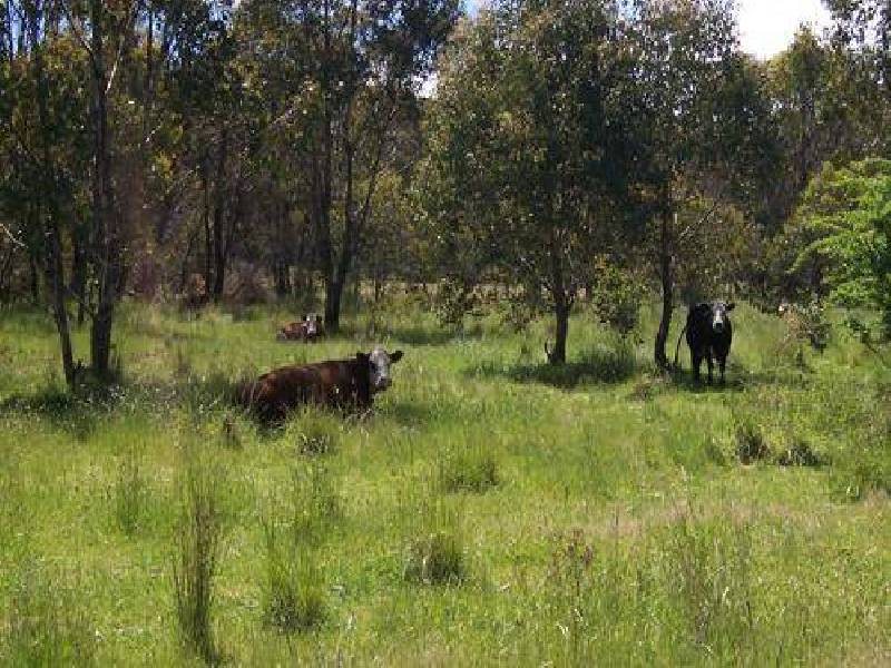 425 Batlow Road, Tumbarumba NSW 2653