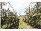 Lot 172 Willigobung Road, Tumbarumba NSW 2653