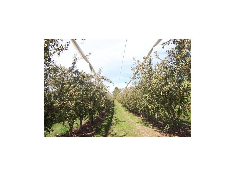 Lot 172 Willigobung Road, Tumbarumba NSW 2653