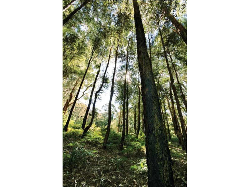 Lot 3  Buttenshaw Drive, Coledale NSW 2515