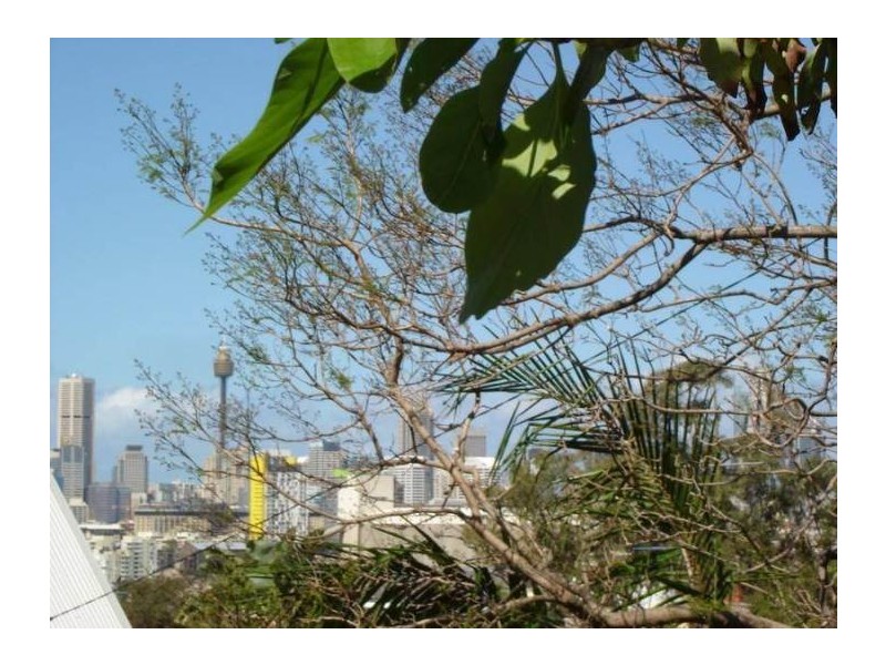 13 Prosper Street, Rozelle NSW 2039