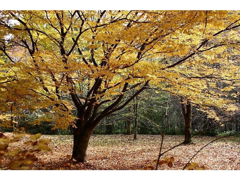 Mount Tomah NSW 2758