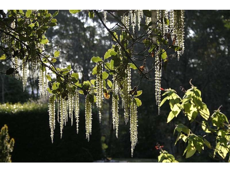 Mount Tomah NSW 2758