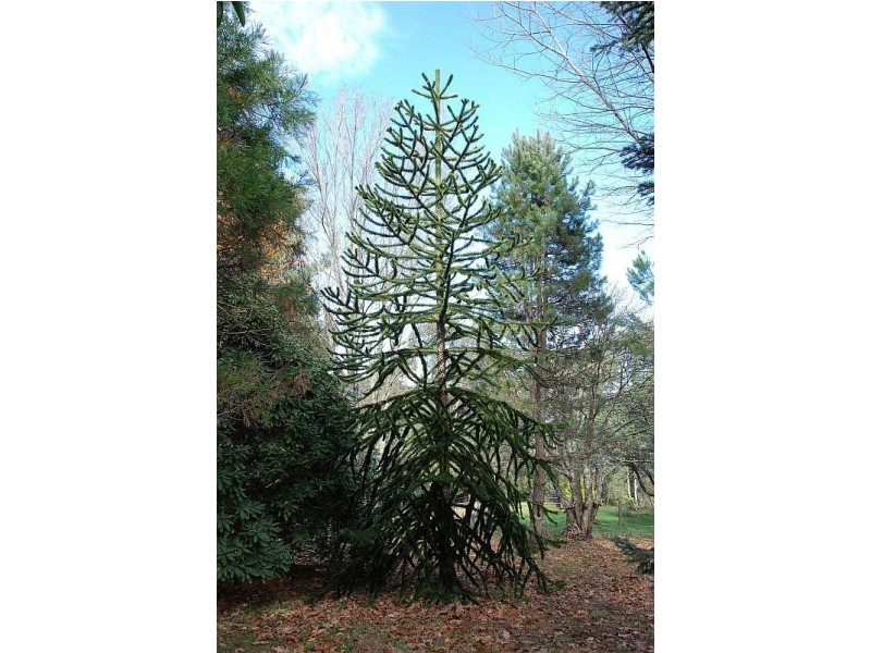 Mount Tomah NSW 2758