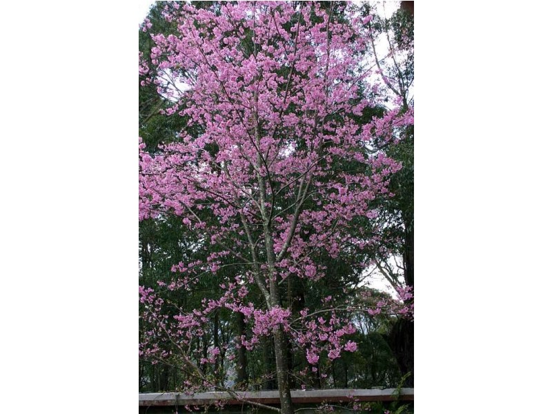 Mount Tomah NSW 2758