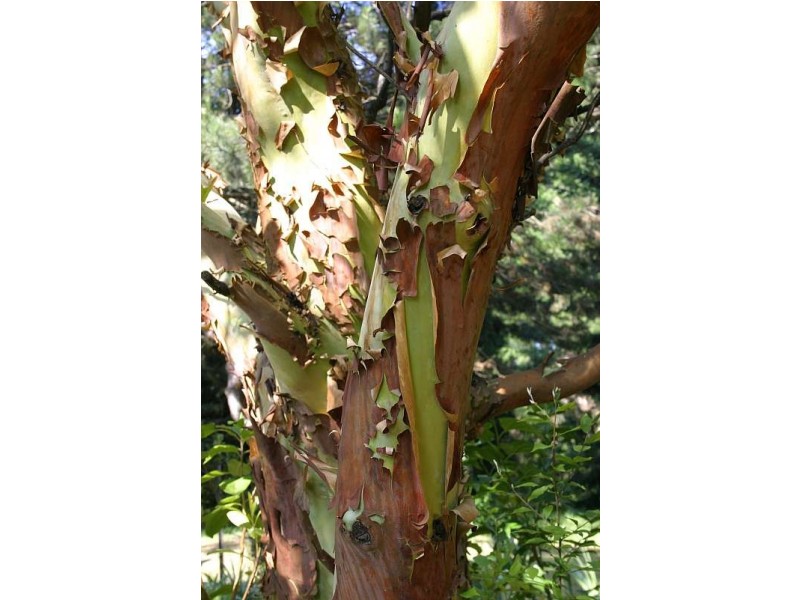 Mount Tomah NSW 2758