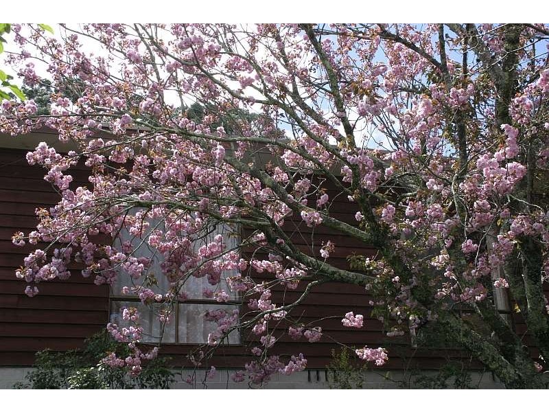 Mount Tomah NSW 2758