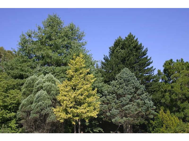 Mount Tomah NSW 2758