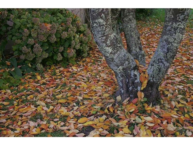 Mount Tomah NSW 2758