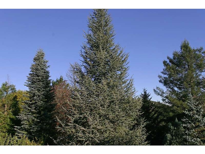 Mount Tomah NSW 2758