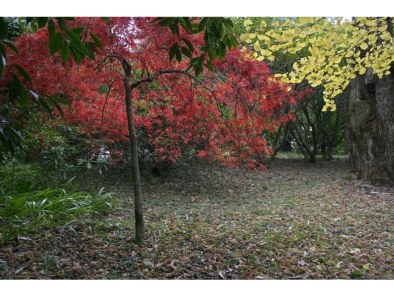 Mount Tomah NSW 2758