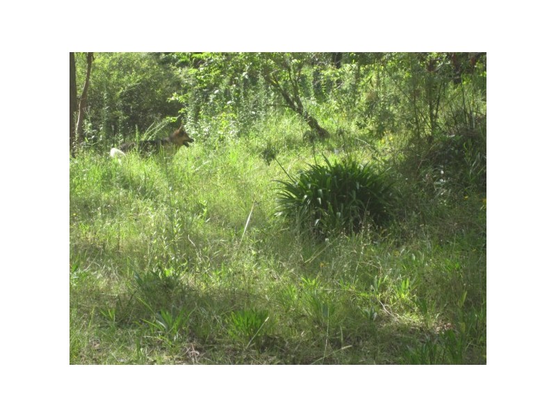 Hazelbrook NSW 2779