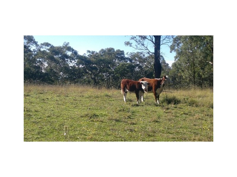 Blaxlands Ridge NSW 2758