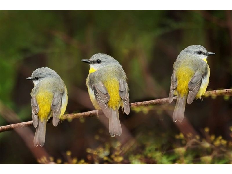 East Kurrajong NSW 2758