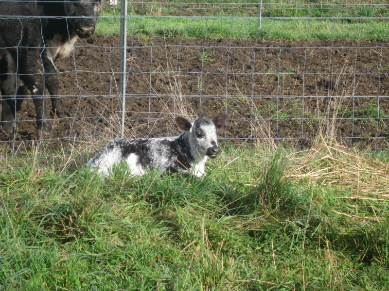 Meadow Flat NSW 2795