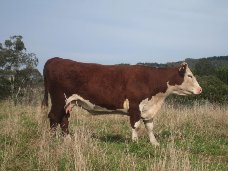 Meadow Flat NSW 2795