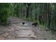 Putty NSW 2330