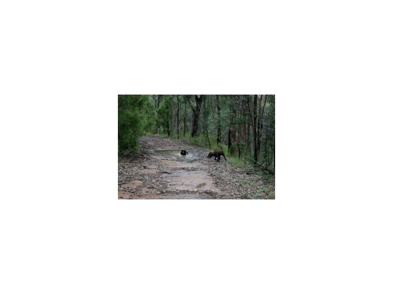 Putty NSW 2330
