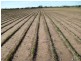 Windsor NSW 2756