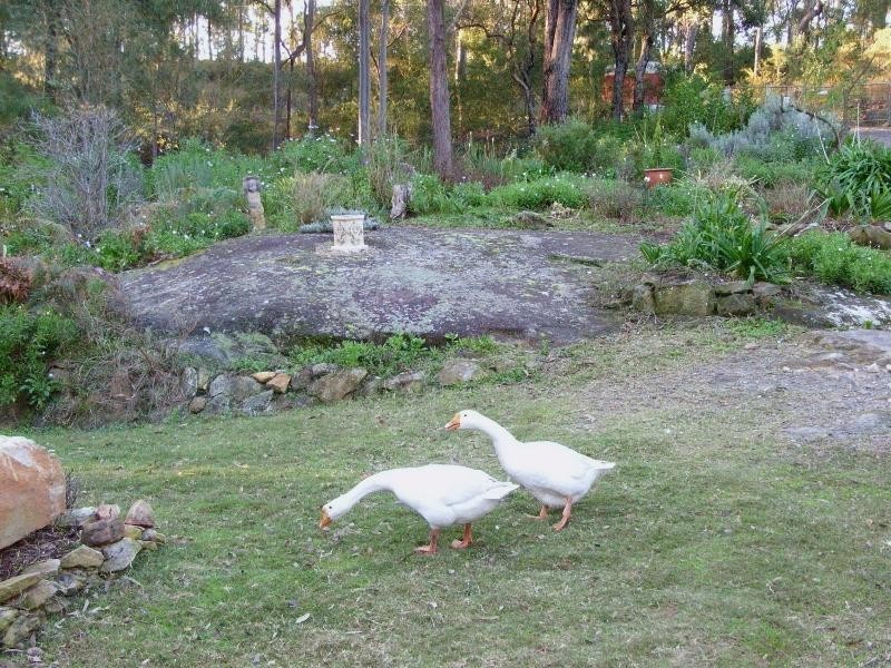 Blaxlands Ridge NSW 2758