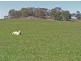Gulgong NSW 2852