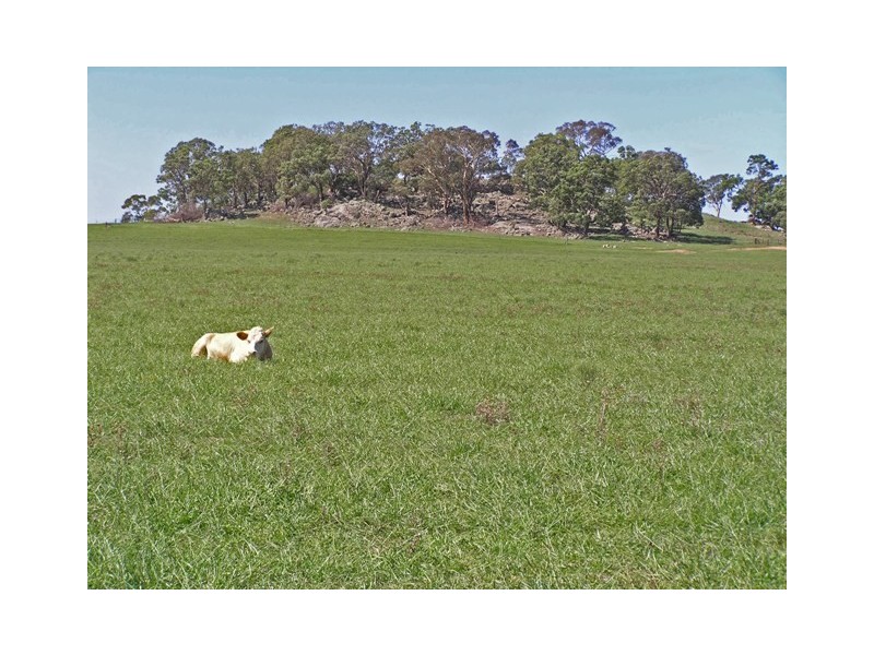 Gulgong NSW 2852