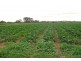 Cornwallis NSW 2756