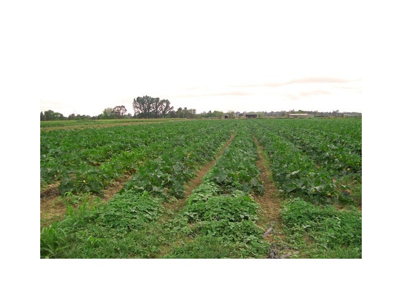 Cornwallis NSW 2756