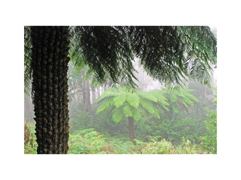 Mount Tomah NSW 2758