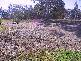 Bolwarra Heights NSW 2320