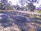 Bolwarra Heights NSW 2320