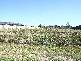 Aberglasslyn NSW 2320