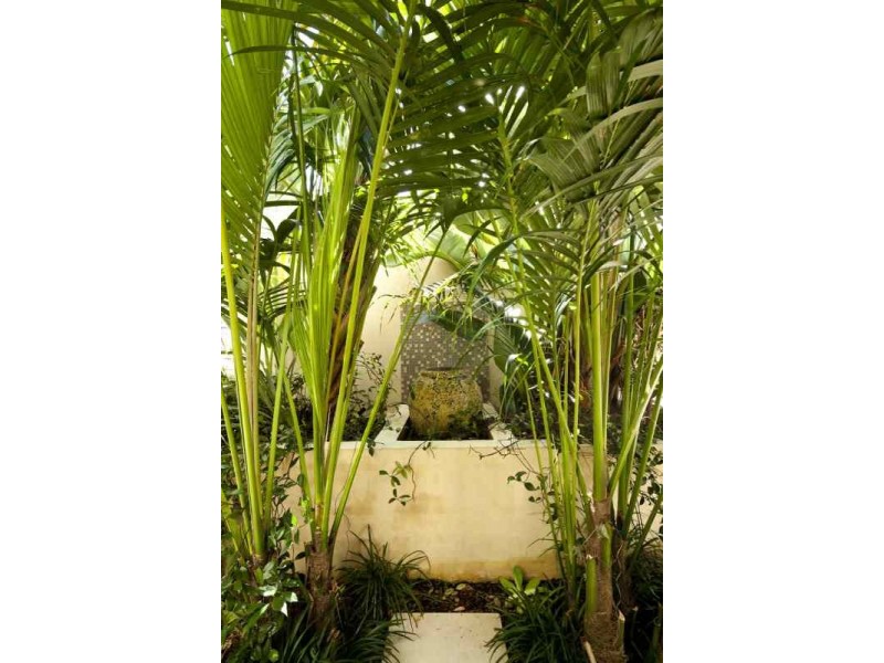 21 Knox Street, Clovelly NSW 2031