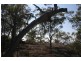 1652 Wollombi Road, Cedar Creek NSW 2325