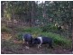 1652 Wollombi Road, Cedar Creek NSW 2325